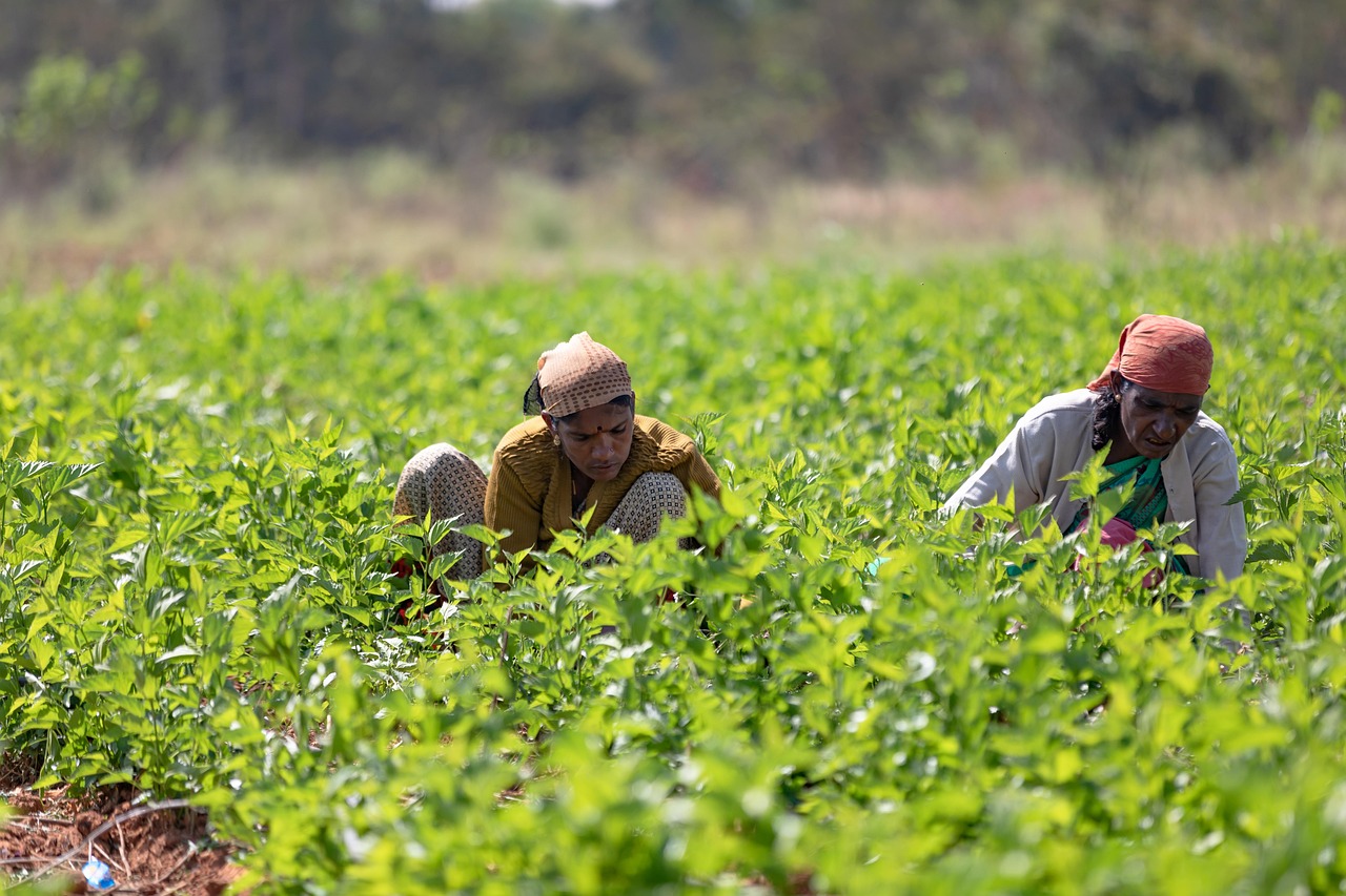 Favoriser l’essor du leadership féminin en agriculture grâce aux serres innovantes