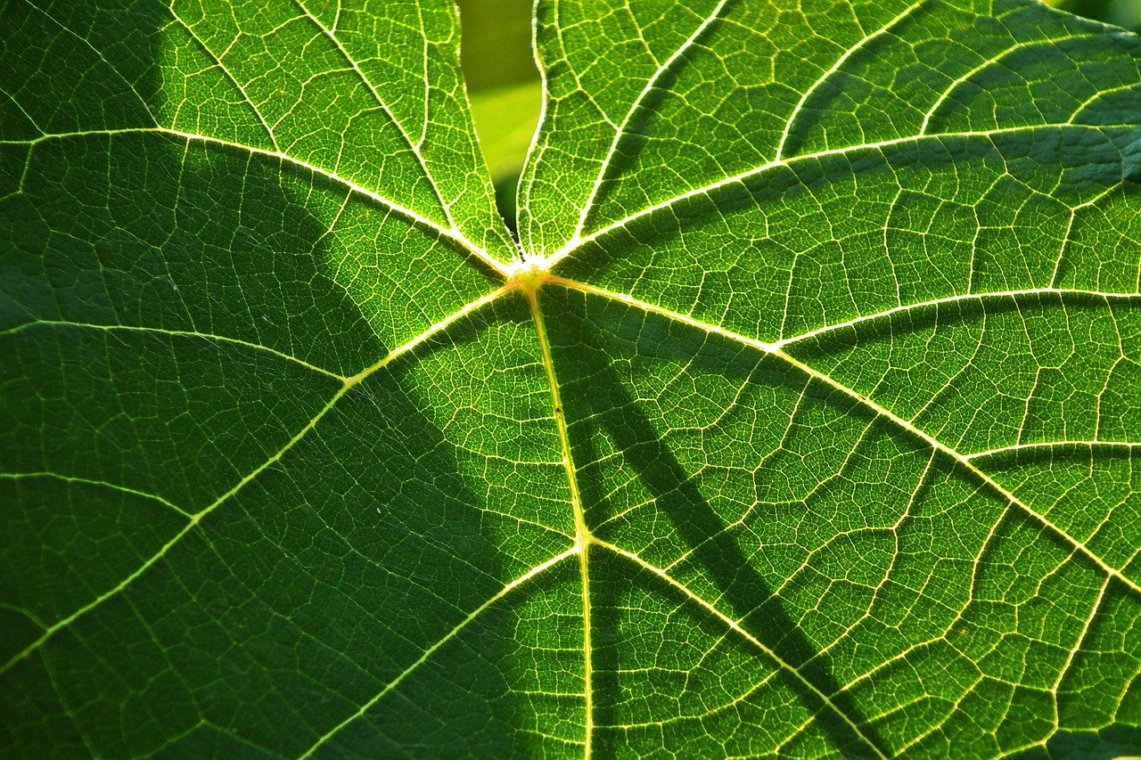 découvrez tout sur l'écosystème : interactions entre organismes vivants et leur environnement, biodiversité et équilibre naturel.